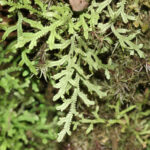 Selaginella applanata