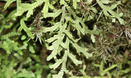 Selaginella applanata