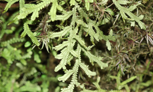 Selaginella applanata