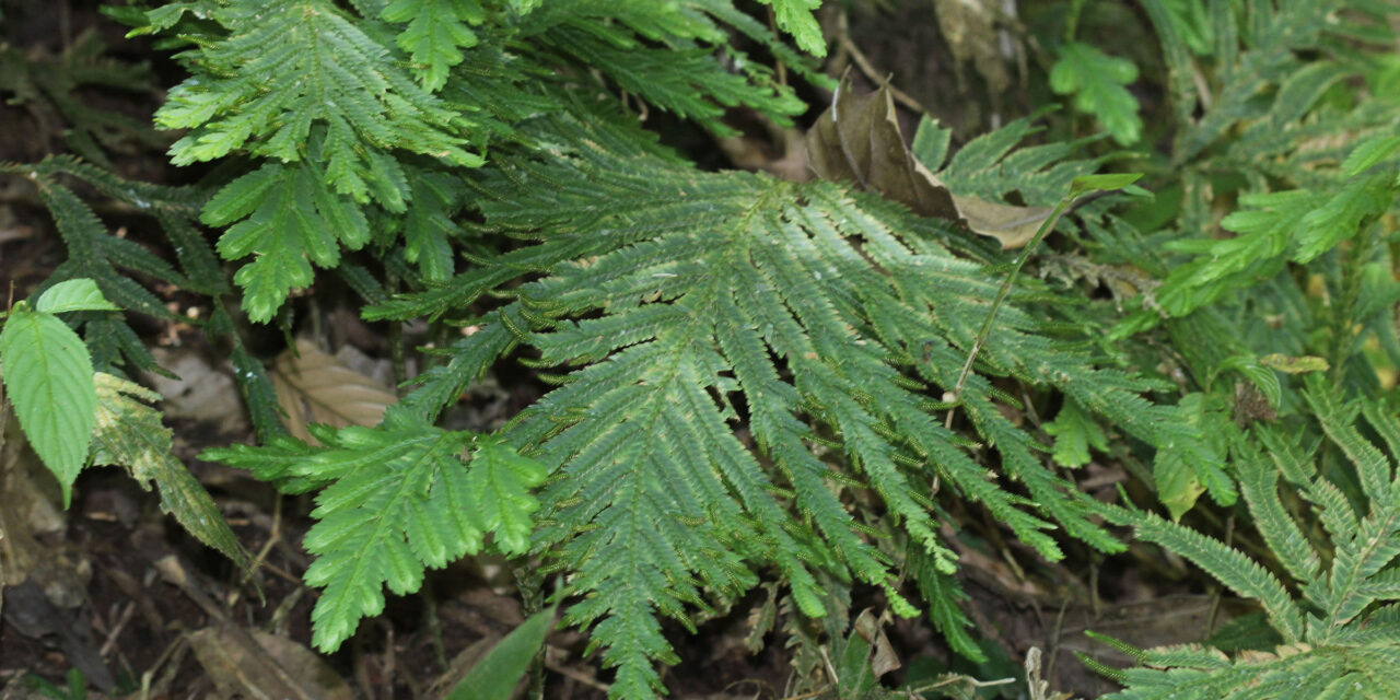 Selaginella bombycina