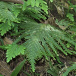 Selaginella bombycina