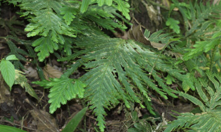 Selaginella bombycina