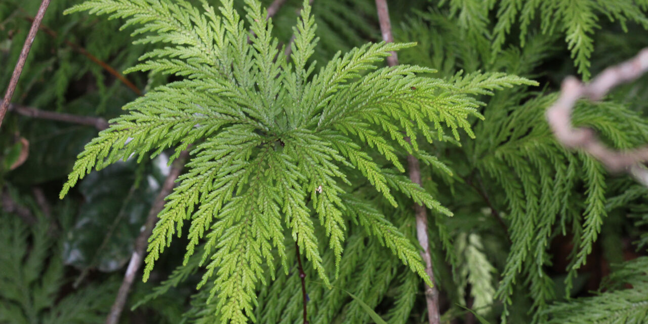 Selaginella geniculata