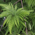 Selaginella geniculata