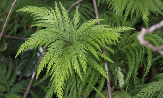 Selaginella geniculata