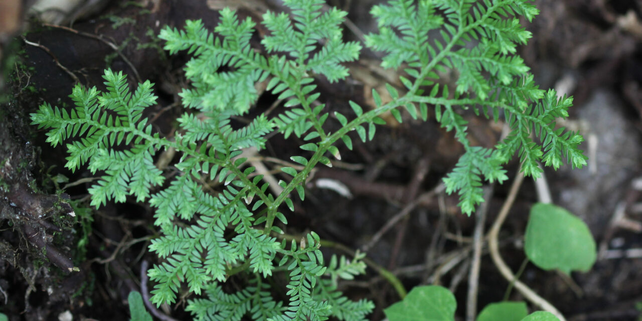 Selaginella kunzeana