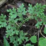 Selaginella kunzeana