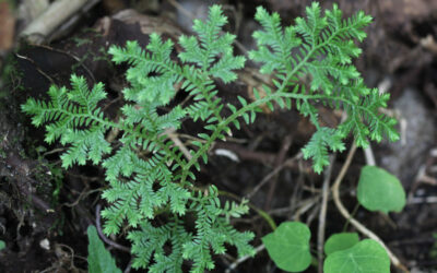 Selaginella kunzeana