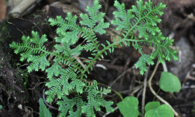 Selaginella kunzeana