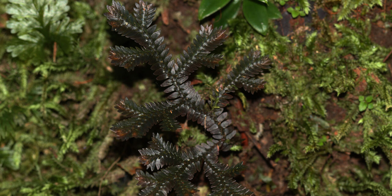 Selaginella producta