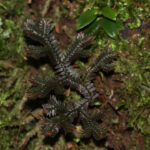 Selaginella producta