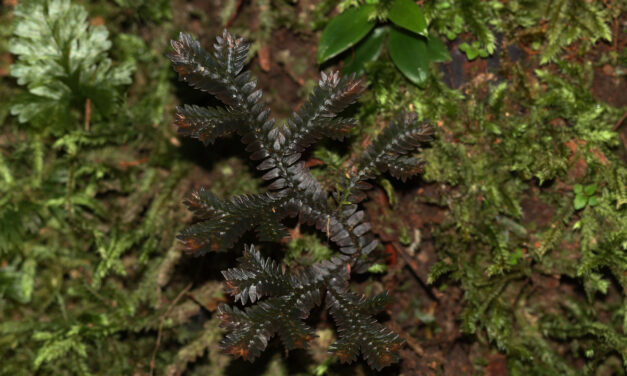 Selaginella producta