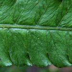 Small Tree Diplazium sp – El Silencio (12) (Diplazium striatastrum)