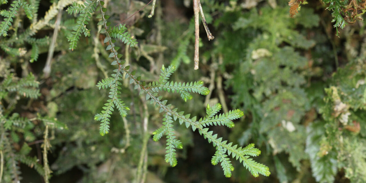 Selaginella diffusa