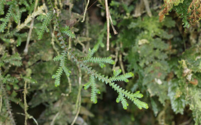 Selaginella diffusa