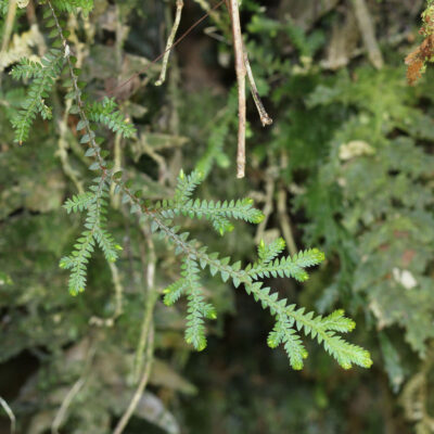 diffusa_1 (Selaginella diffusa)