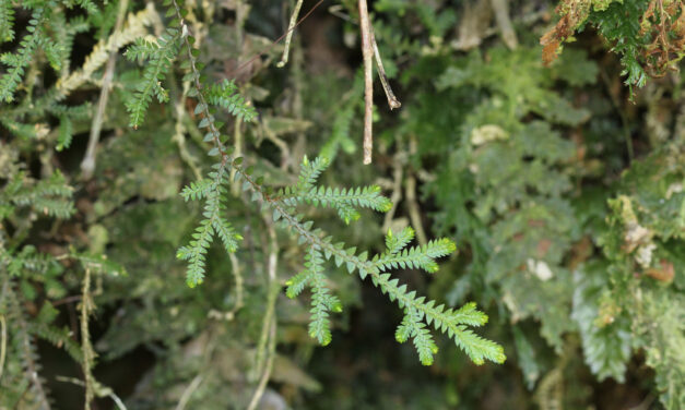 Selaginella diffusa