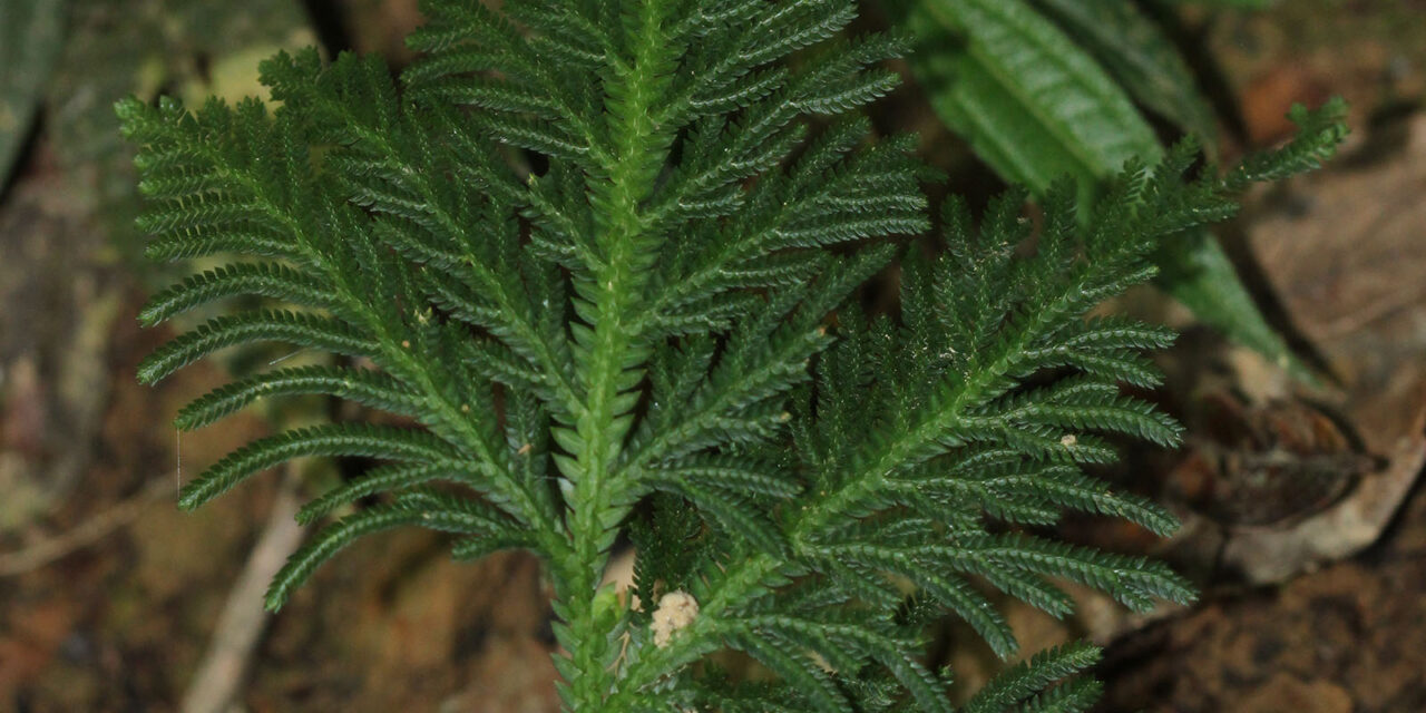 Selaginella lechleri