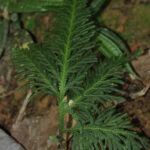 Selaginella lechleri