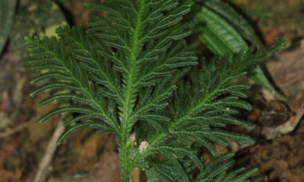 Selaginella lechleri