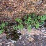 Blanket Fern – Asplenium subglandulosum – Aspleniaceae – Tutanning Nature Reserve (1) (Asplenium subglandulosum)