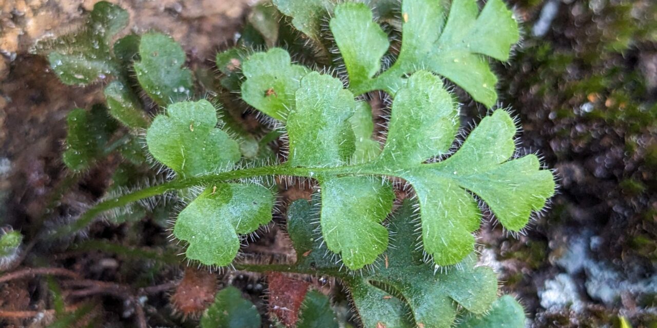 Asplenium subglandulosum