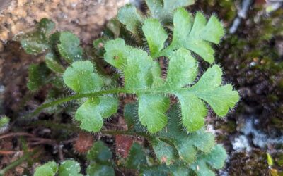 Asplenium subglandulosum