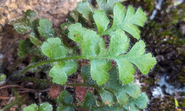 Asplenium subglandulosum