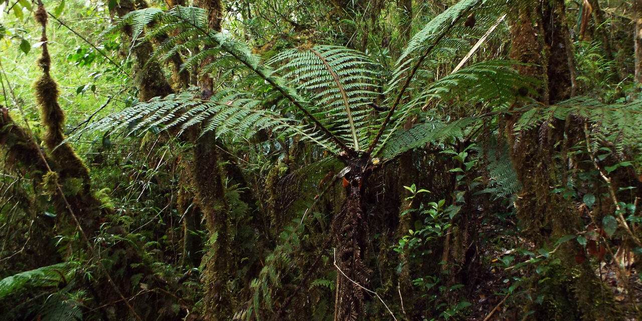 Alsophila microphylloides