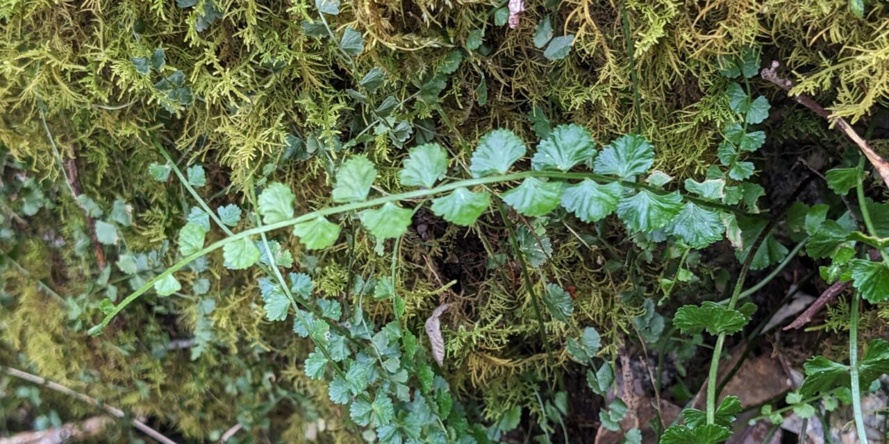 Asplenium flabellifolium