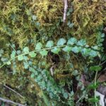 Asplenium flabellifolium