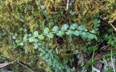 Asplenium flabellifolium