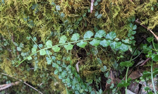 Asplenium flabellifolium