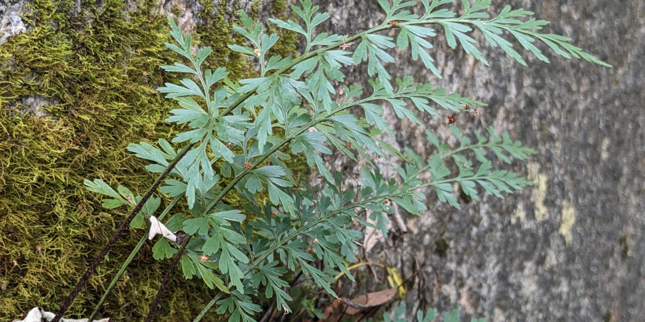 Asplenium aethiopicum