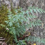 Asplenium aethiopicum