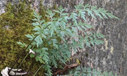 Asplenium aethiopicum