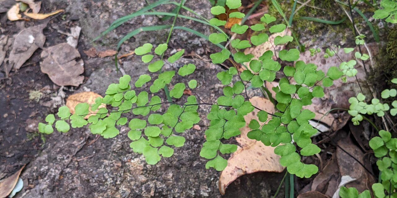 Adiantum aethiopicum