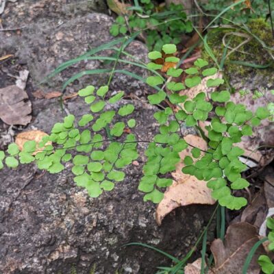 Common Maidenhair – Adiantum aethiopicum – Pteridaceae – Porongurup National Park (9) (Adiantum aethiopicum)