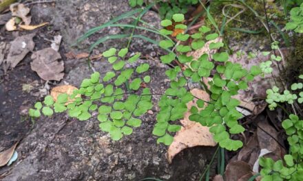 Adiantum aethiopicum