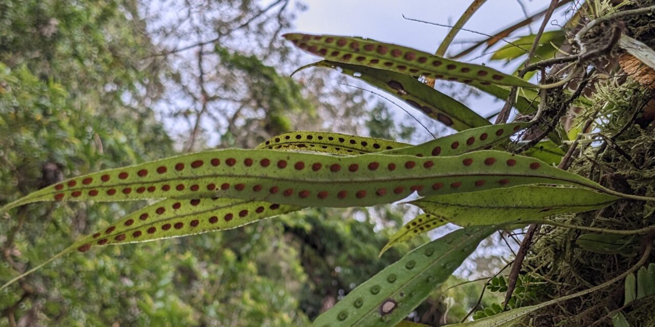 Microgramma percussa