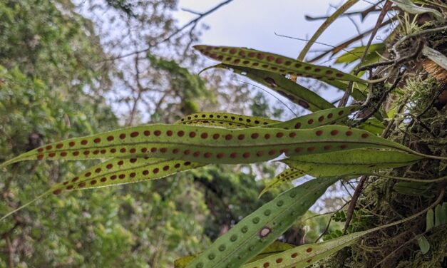 Microgramma percussa