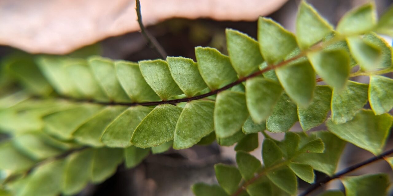 Lindsaea linearis