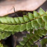 Lindsaea linearis