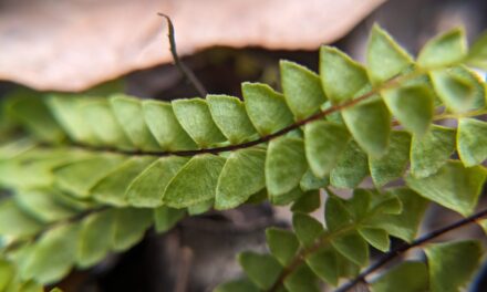 Lindsaea linearis