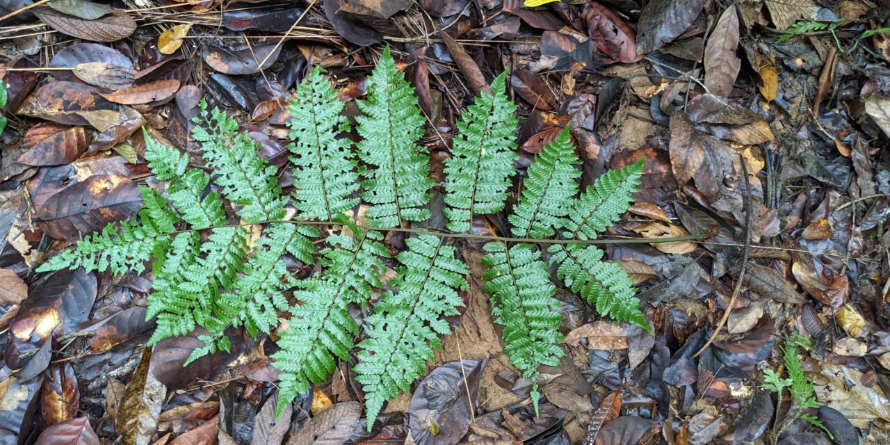 Cyathea multiflora