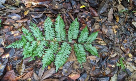 Cyathea multiflora