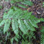 Slender Tree Fern – Finca Luna Nueva (4) (Cyathea multiflora)