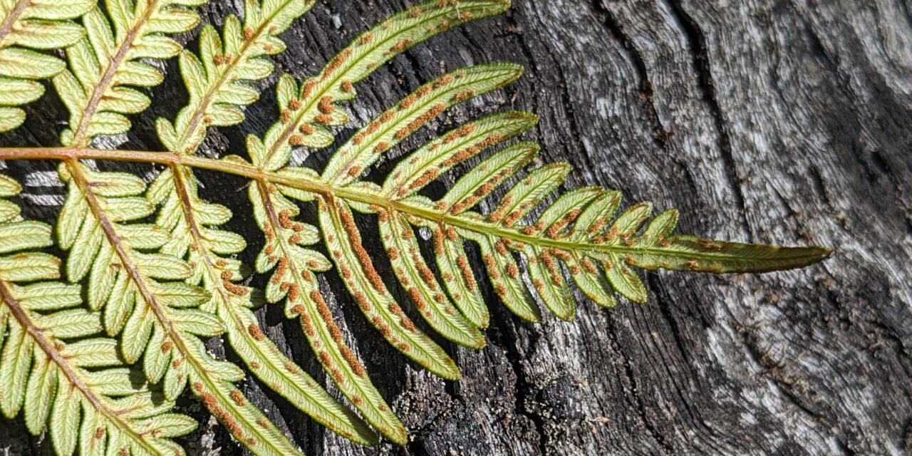 Pteridium esculentum