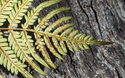 Pteridium esculentum