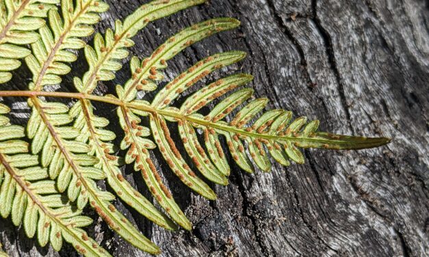 Pteridium esculentum